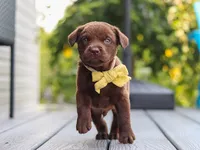 Indigo , a male Labrador Retriever for sale in Baltic, OH – 1 of 9
