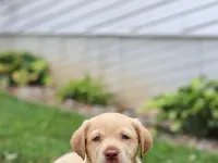 Flora, a female Labrador Retriever for sale in Baltic, OH – 7 of 8