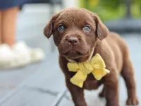 Indigo , a male Labrador Retriever for sale in Baltic, OH – 3 of 9