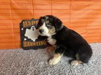 Yates, a male Australian Shepherd for sale in Meadows Of Dan, VA – 5 of 10