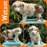 Watson, a male Australian Shepherd for sale in Meadows Of Dan, VA – 2 of 5