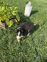 Vinson, a male Australian Shepherd for sale in Meadows Of Dan, VA – 9 of 9