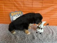 Yogi, a male Australian Shepherd for sale in Meadows Of Dan, VA – 6 of 9