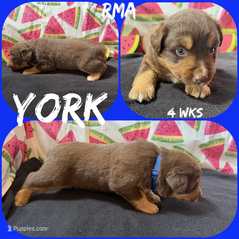 York – Australian Shepherd puppy for sale in Meadows Of Dan, VA
