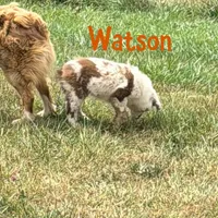 Watson, a male Australian Shepherd for sale in Meadows Of Dan, VA – 6 of 9