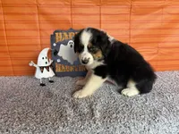 Yuri, a female Australian Shepherd for sale in Meadows Of Dan, VA – 6 of 9
