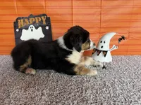 Yates, a male Australian Shepherd for sale in Meadows Of Dan, VA – 7 of 10