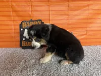 Yates, a male Australian Shepherd for sale in Meadows Of Dan, VA – 8 of 10