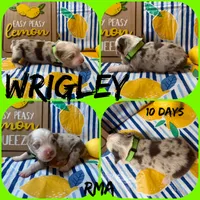 Wrigley, a male Australian Shepherd for sale in Meadows Of Dan, VA – 3 of 5
