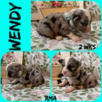 Wendy, a female Australian Shepherd for sale in Meadows Of Dan, VA – 5 of 5