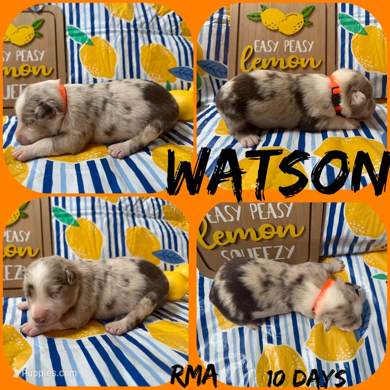 Watson – Australian Shepherd puppy for sale in Meadows Of Dan, VA