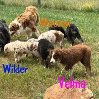 Velma, a female Australian Shepherd for sale in Meadows Of Dan, VA – 7 of 10