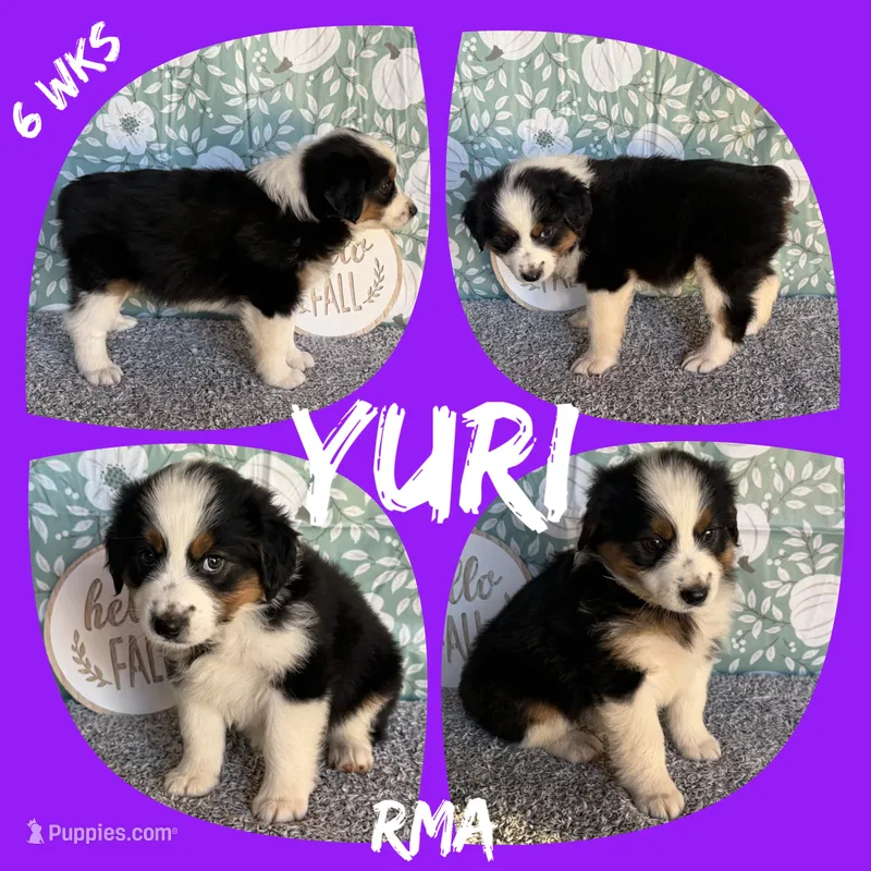 Yuri – Australian Shepherd puppy for sale in Meadows Of Dan, VA