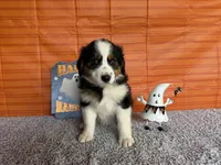 Yuri, a female Australian Shepherd for sale in Meadows Of Dan, VA – 7 of 9