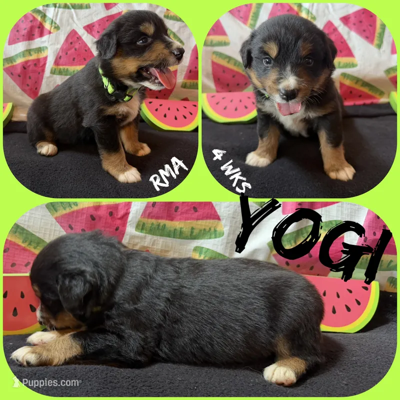 Yogi – Australian Shepherd puppy for sale in Meadows Of Dan, VA