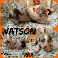 Watson, a male Australian Shepherd for sale in Meadows Of Dan, VA – 3 of 5
