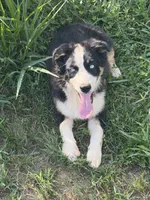 Vance, a male Australian Shepherd for sale in Meadows Of Dan, VA – 8 of 10