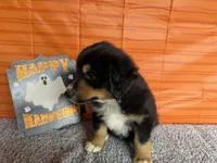 Yogi, a male Australian Shepherd for sale in Meadows Of Dan, VA – 2 of 9