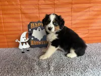 Yuri, a female Australian Shepherd for sale in Meadows Of Dan, VA – 2 of 9