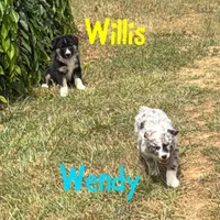 Willis, a male Australian Shepherd for sale in Meadows Of Dan, VA – 6 of 8