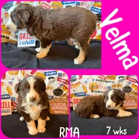 Velma, a female Australian Shepherd for sale in Meadows Of Dan, VA – 2 of 6