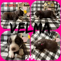 Velma, a female Australian Shepherd for sale in Meadows Of Dan, VA – 4 of 6