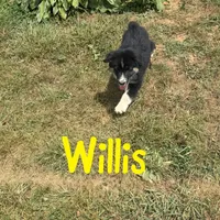 Willis, a male Australian Shepherd for sale in Meadows Of Dan, VA – 8 of 8