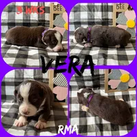 Vera, a female Australian Shepherd for sale in Meadows Of Dan, VA – 2 of 6
