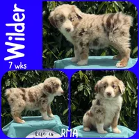 Wilder, a male Australian Shepherd for sale in Meadows Of Dan, VA – 1 of 5