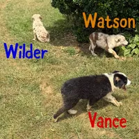 Vance, a male Australian Shepherd for sale in Meadows Of Dan, VA – 9 of 10