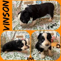 Vinson, a male Australian Shepherd for sale in Meadows Of Dan, VA – 4 of 6