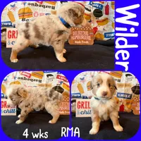 Wilder, a male Australian Shepherd for sale in Meadows Of Dan, VA – 5 of 5