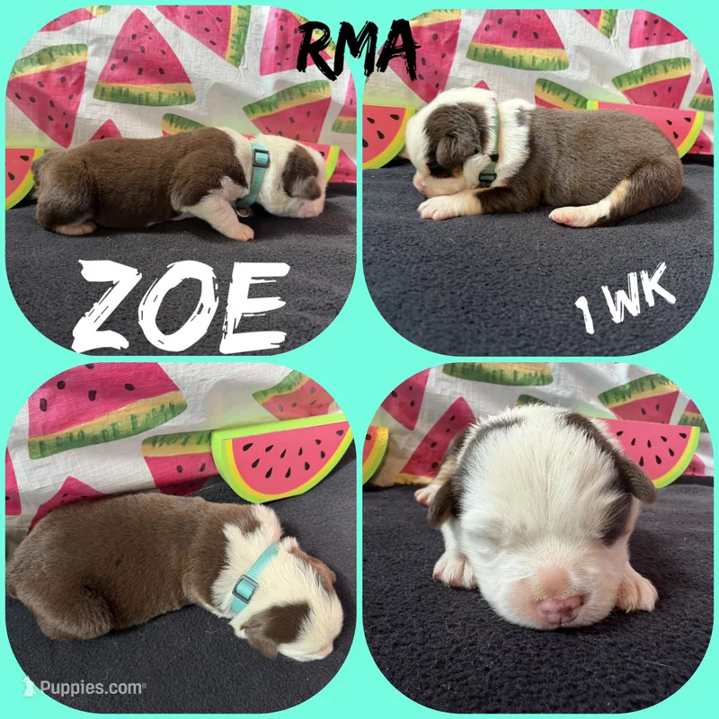 Zoé – Australian Shepherd puppy for sale in Meadows Of Dan, VA
