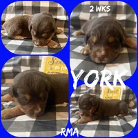 York, a male Australian Shepherd for sale in Meadows Of Dan, VA – 2 of 2