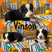 Vinson, a male Australian Shepherd for sale in Meadows Of Dan, VA – 1 of 6