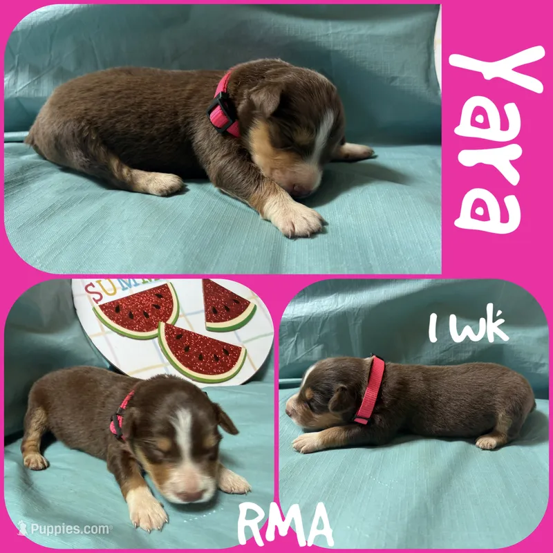 Yara – Australian Shepherd puppy for sale in Meadows Of Dan, VA