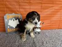Yates, a male Australian Shepherd for sale in Meadows Of Dan, VA – 9 of 10