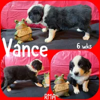 Vance, a male Australian Shepherd for sale in Meadows Of Dan, VA – 4 of 6
