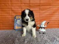 Yuri, a female Australian Shepherd for sale in Meadows Of Dan, VA – 8 of 9