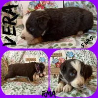 Vera, a female Australian Shepherd for sale in Meadows Of Dan, VA – 3 of 6