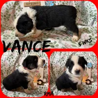 Vance, a male Australian Shepherd for sale in Meadows Of Dan, VA – 6 of 6