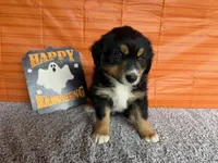 Yogi, a male Australian Shepherd for sale in Meadows Of Dan, VA – 5 of 9