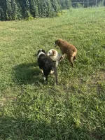 Velma, a female Australian Shepherd for sale in Meadows Of Dan, VA – 9 of 10