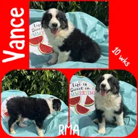 Vance, a male Australian Shepherd for sale in Meadows Of Dan, VA – 5 of 6
