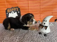 Yates, a male Australian Shepherd for sale in Meadows Of Dan, VA – 6 of 10