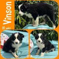 Vinson, a male Australian Shepherd for sale in Meadows Of Dan, VA – 2 of 6