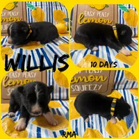 Willis, a male Australian Shepherd for sale in Meadows Of Dan, VA – 5 of 5