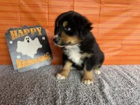Yogi, a male Australian Shepherd for sale in Meadows Of Dan, VA – 9 of 9