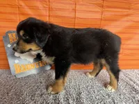 Yogi, a male Australian Shepherd for sale in Meadows Of Dan, VA – 7 of 9