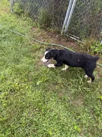 Vinson , a male Australian Shepherd for sale in Meadows Of Dan, VA – 4 of 6